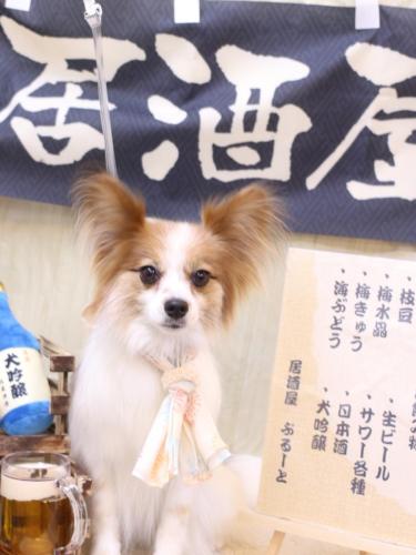 20240615ボタンちゃん